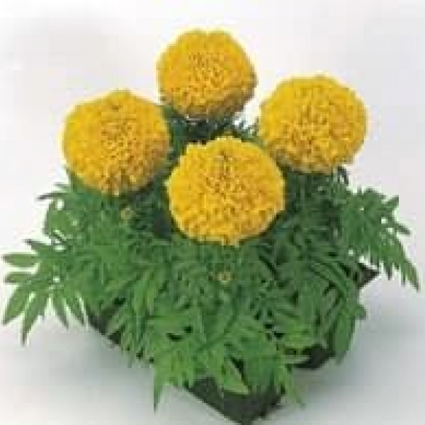 柠檬花万寿菊 (Tagetes limon F1)