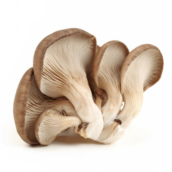 蘑菇——自然界的生物王国
