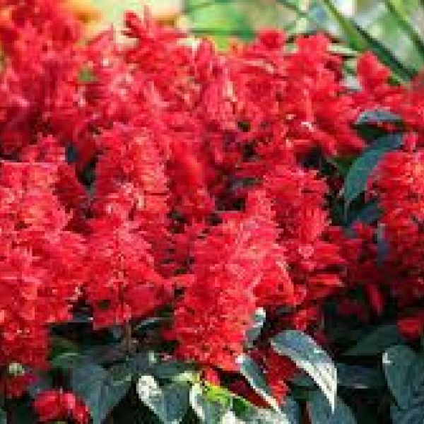 Salvia
