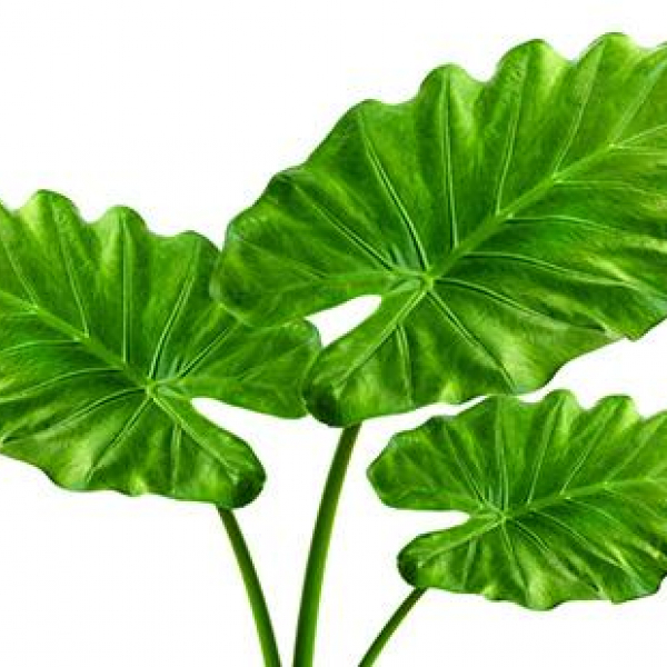 Alocasia