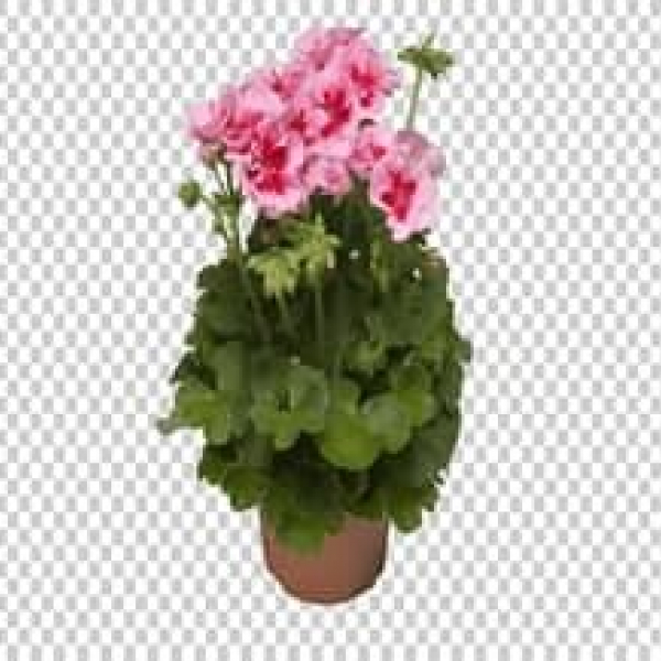 天竺葵花（Geran F1）