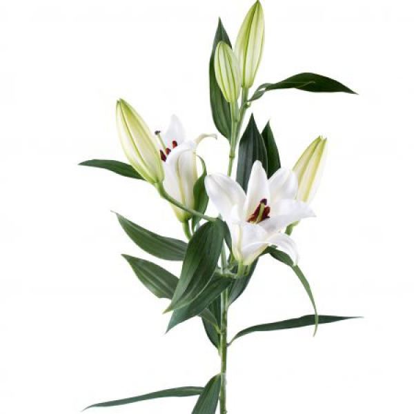百合