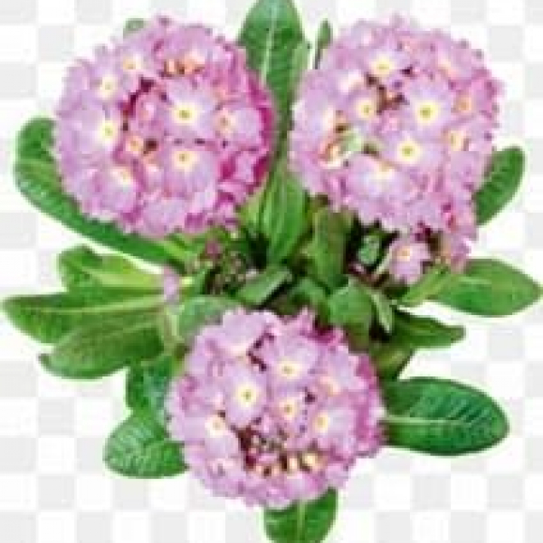 花马鞭草 (Verbena (alusin) F1)
