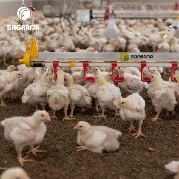 Nipple type drinkers for broilers