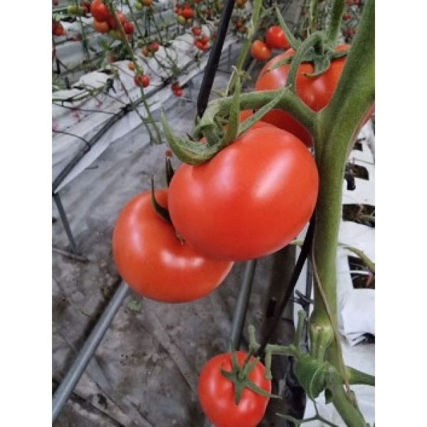 Agricultural products. Tomato