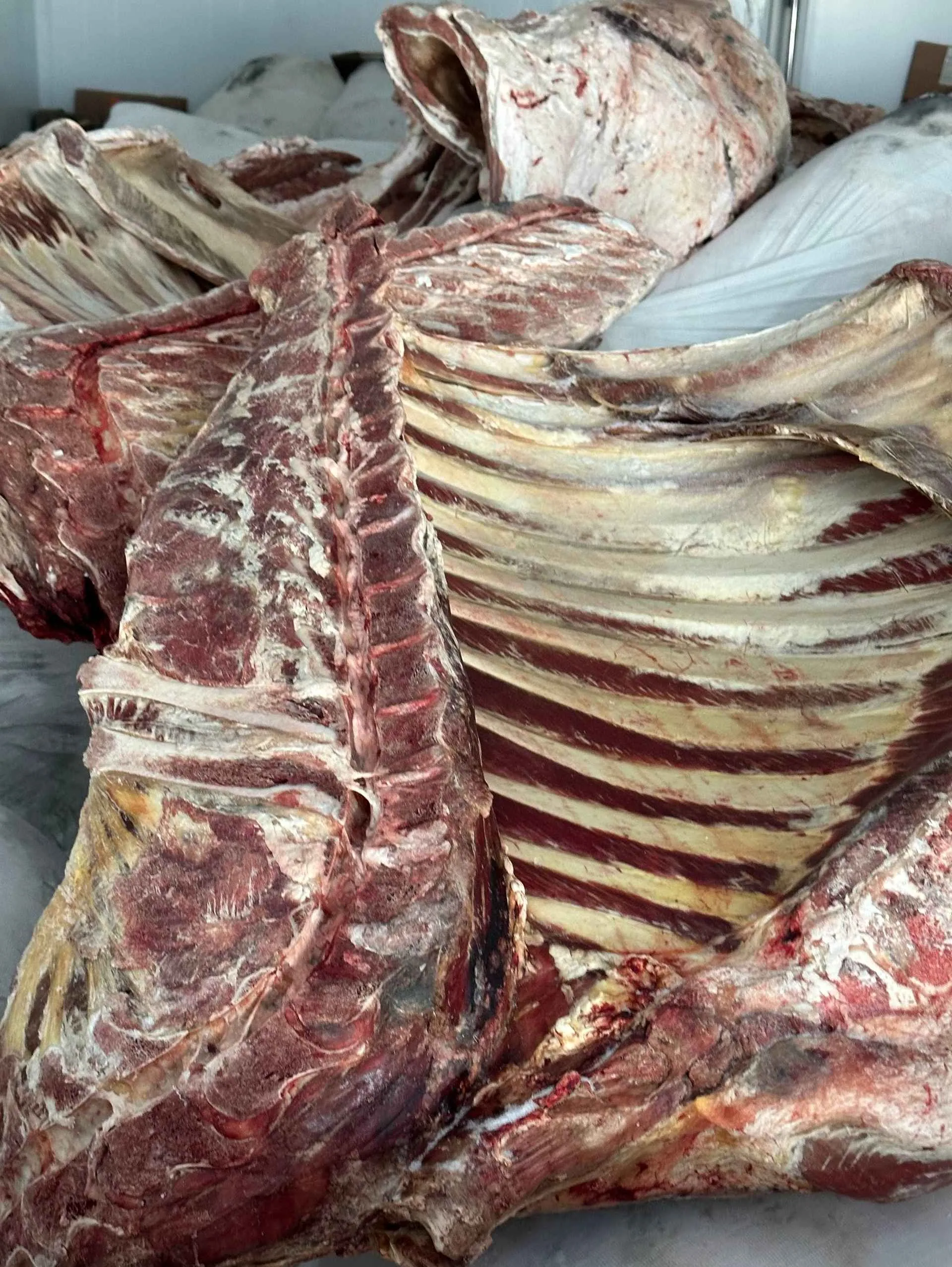 巴基斯坦牛肉胴体批发 — 直接供货 (清真) — 图片 2